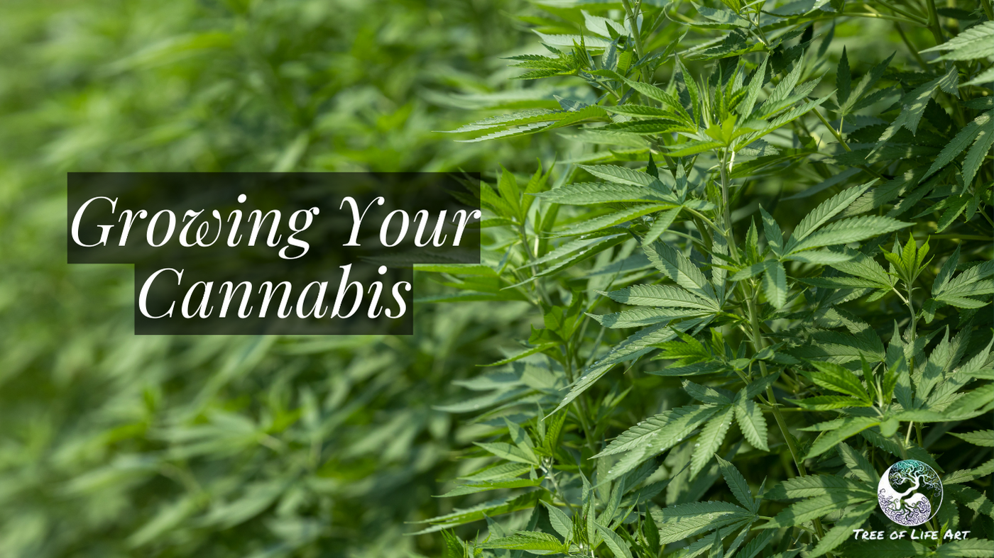 Growing Your Cannabis Growing Your Cannabis