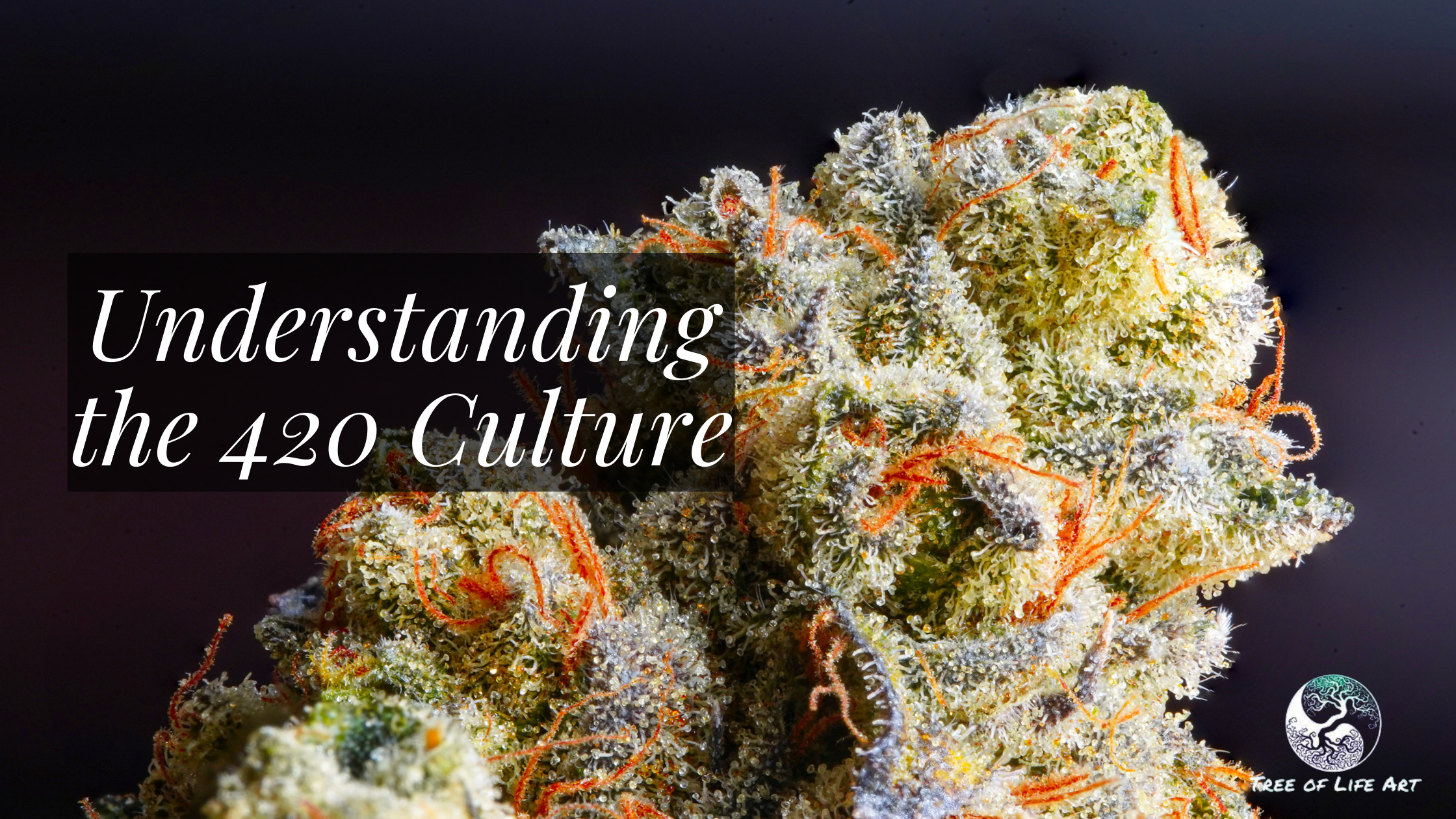 Understanding the 420 Culture Understanding the 420 Culture