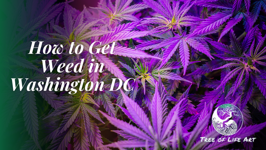 How to Get Weed in Washington DC